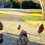 thumb_The Shearers Quarters Chickens at Fiery Creek Farm