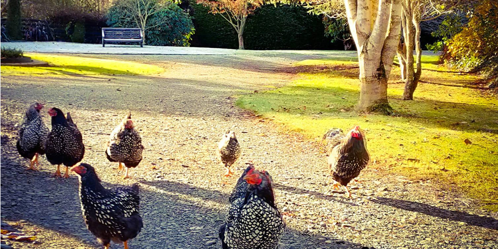 The Shearers Quarters Chickens at Fiery Creek Farm