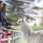 thumb_Walter Peak Farm Tour people feeding a llama