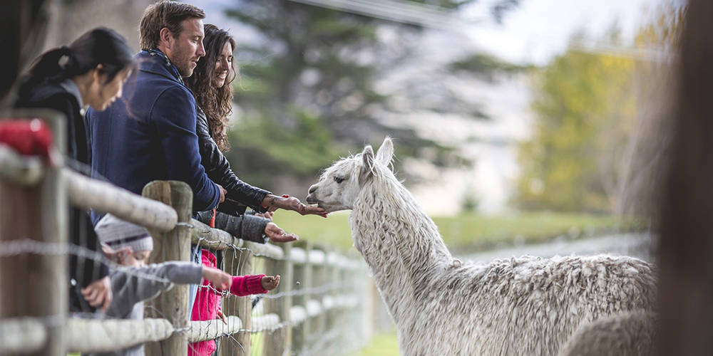 Walter Peak Farm Tour people feeding a llama